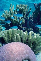 Snorkeling / Snorkelling in the Maldives best house reef in maldives