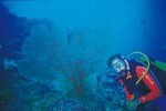 Maldives Resorts Guide for Best Diving