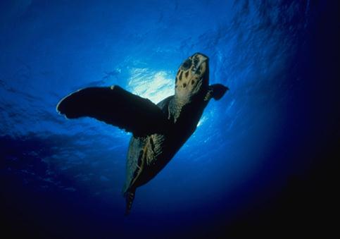 maldives images